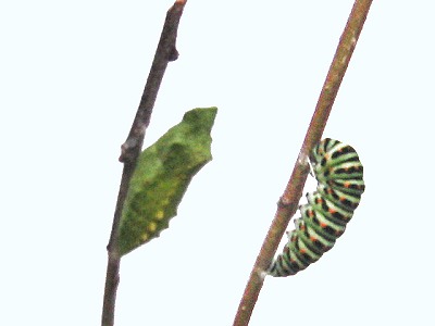 Schwalbenschwanz Puppen